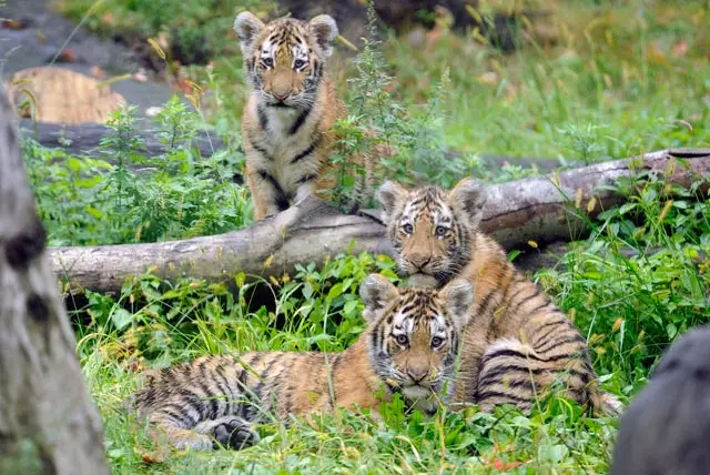 The Amur tiger cubs